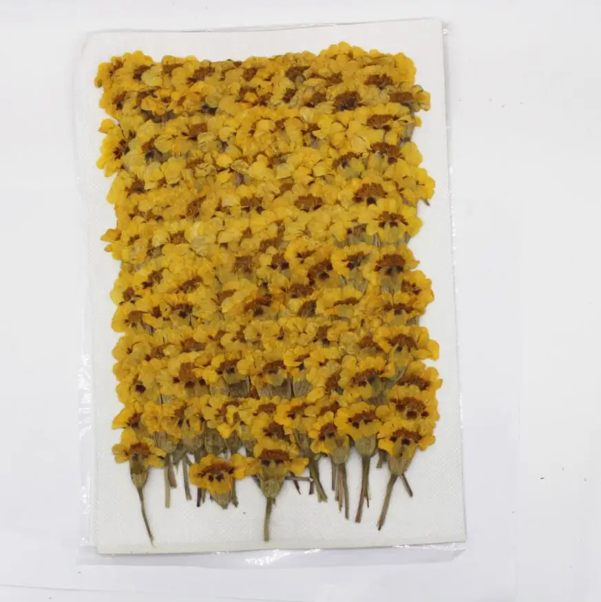 250 шт. прессованный высушенный Tagetes patula L. Цветочные растения гербарий для
