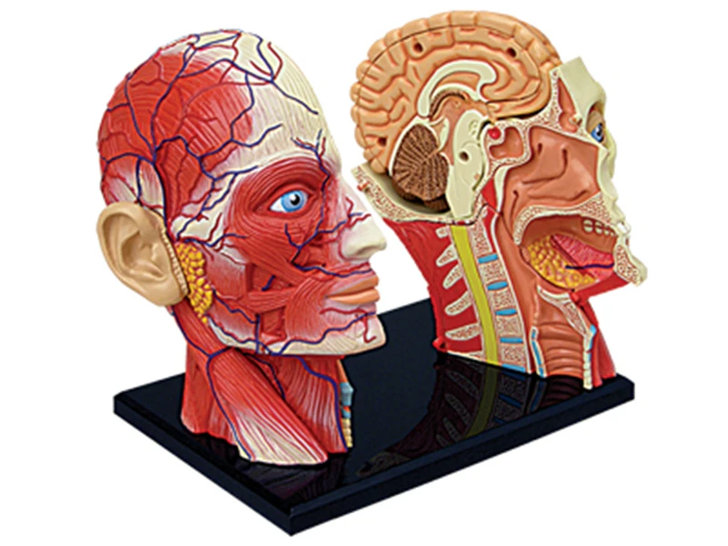 Cranioface 4d головоломка для сборки человеческого тела обучающая модель|Медицинская