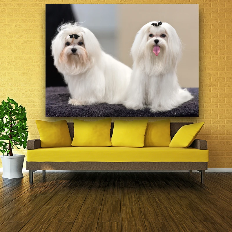 Картины с животными две забавные честные картины AKC изображением мальтийских