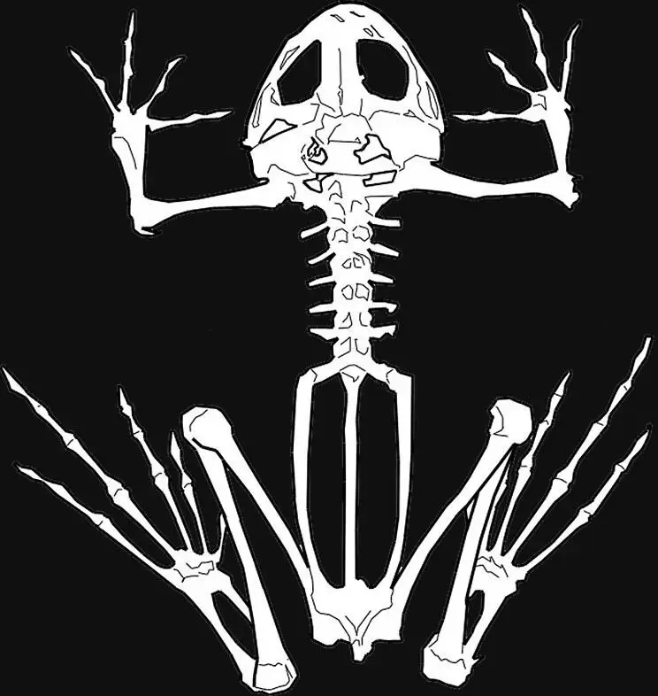 Футболка с принтом лягушки и скелета в морском стиле США 2019|Мужские футболки| |