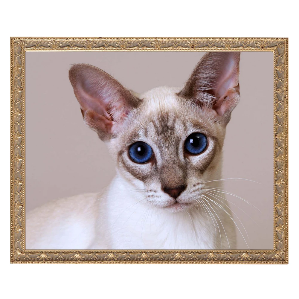 5D полноразмерная Алмазная вышивка с изображением животного кота сделай сам