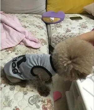 Очень милая Спортивная одежда для собак йоркширских терьеров и чихуа-Хуа костюм