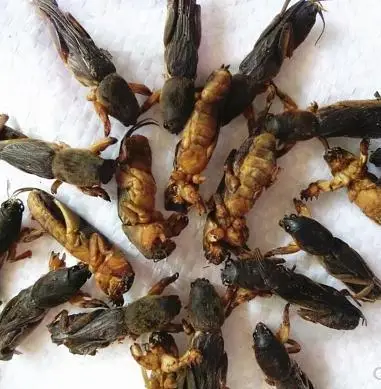 500 г Горячая распродажа! Дикие сушеные крот крикет Традиционная китайская