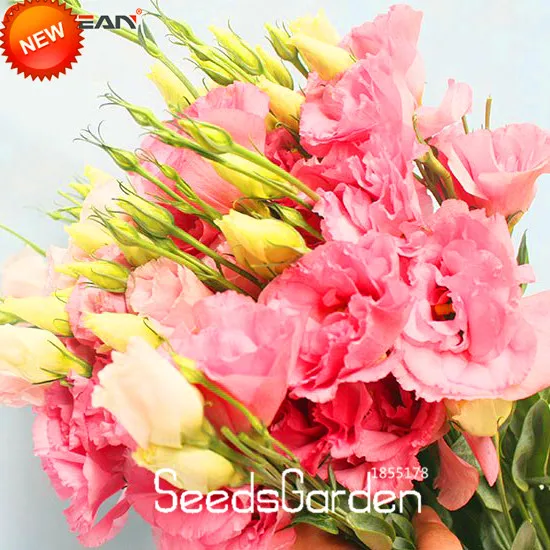 Ограничение по времени! Розовые эустомы бонсай многолетнее цветение балконные