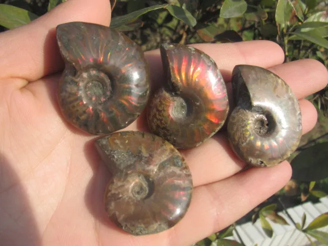 Минеральные окаменелости улитки аммония A1|fossil bead|fossil kitfossil china |