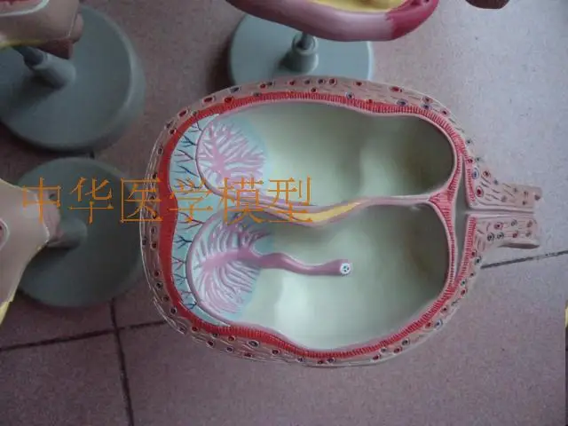 Модель для моделирования беременности модель развития плода анатомическая