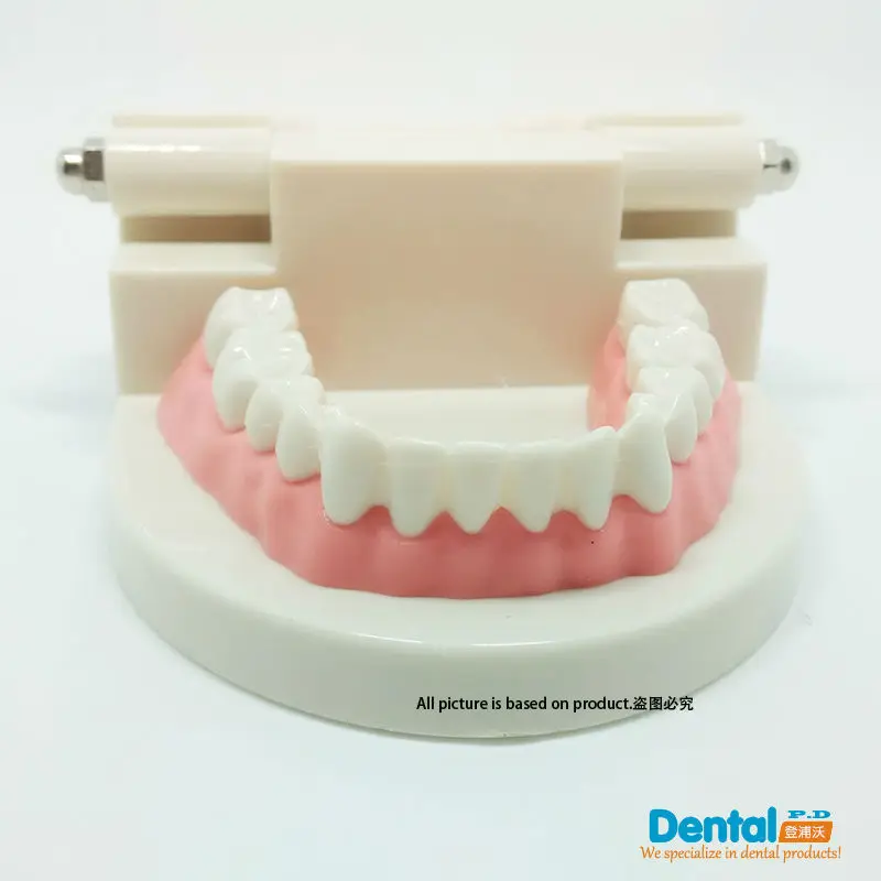 

free shipping 2 piece dental teaching model teeth model trumpet