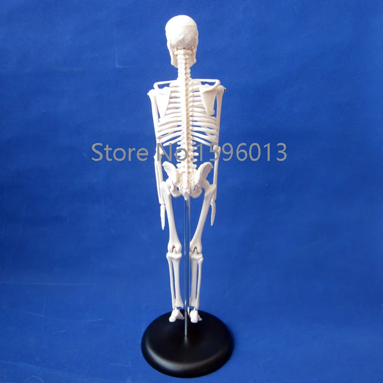 Горячая Распродажа модель Φ 45 см человеческого скелета|mini diecast models|mini fashionmini p |
