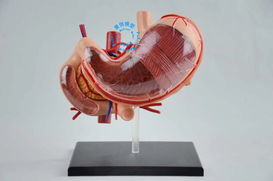 

Free shipping&4D stomach anatomy model, assembly model, puzzle and organ model,