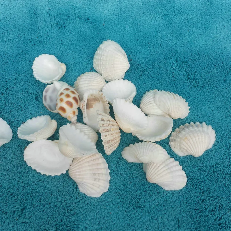 10 шт./лот Средиземноморский Sea Shell Белый кокосовое океана гребешок натуральными