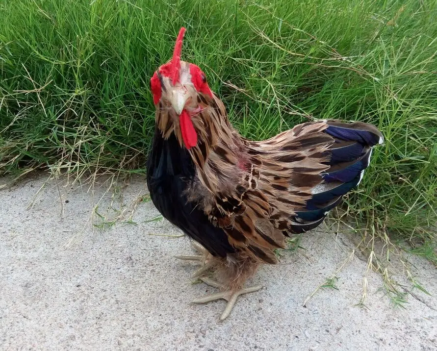 Размер пера большой кушетки декорация модель для фотосъемки|props|props photographyprops