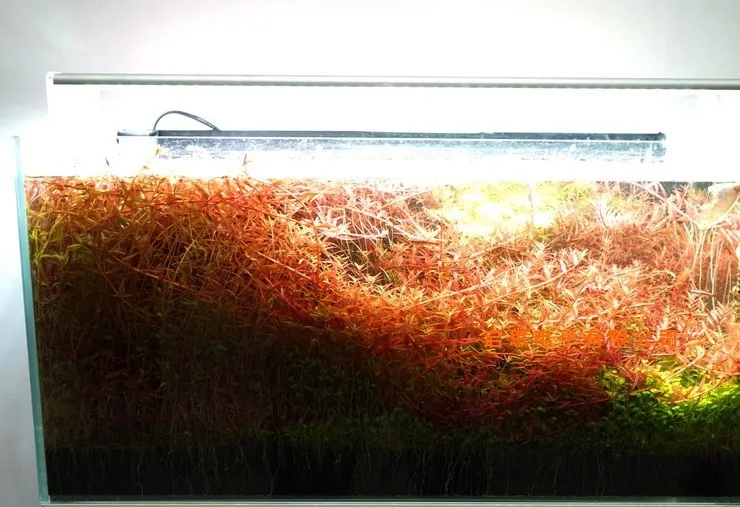 Диммируемая Светодиодная лампа для аквариума aquario, предназначенная для аквариумных растений, аксессуары для аквариума 30 см 40 см 50 см 60 см peixes tank