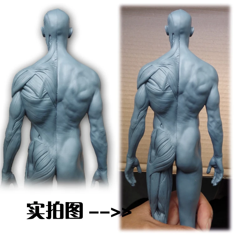 30 см скелет человека анатомический инструмент модель черепа мышечная кость