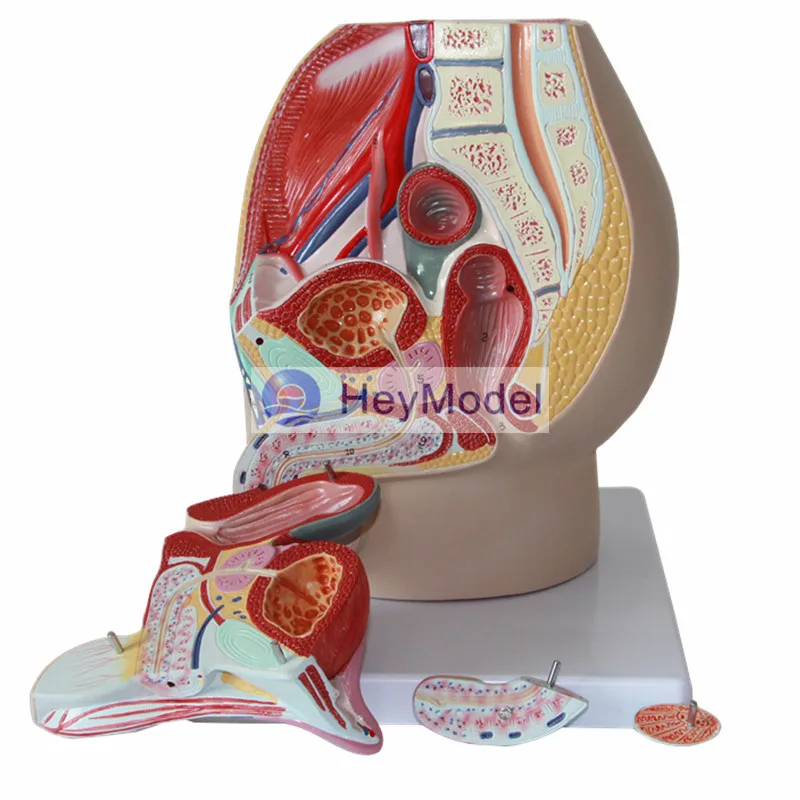HeyModel Мужская Тазовая медианная тангентальная репродуктивная система модель