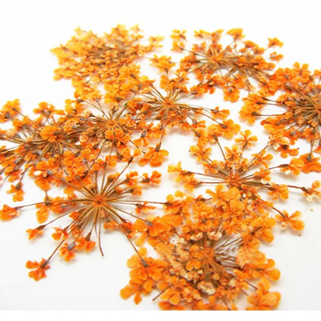 Orange Minoan кружевные цветы прессованные цветы подарки натуральные настоящие образцы растений для украшения ногтей/драгоценных камней 1 упаковка/10 пакетов(120 шт - Цвет: Orange