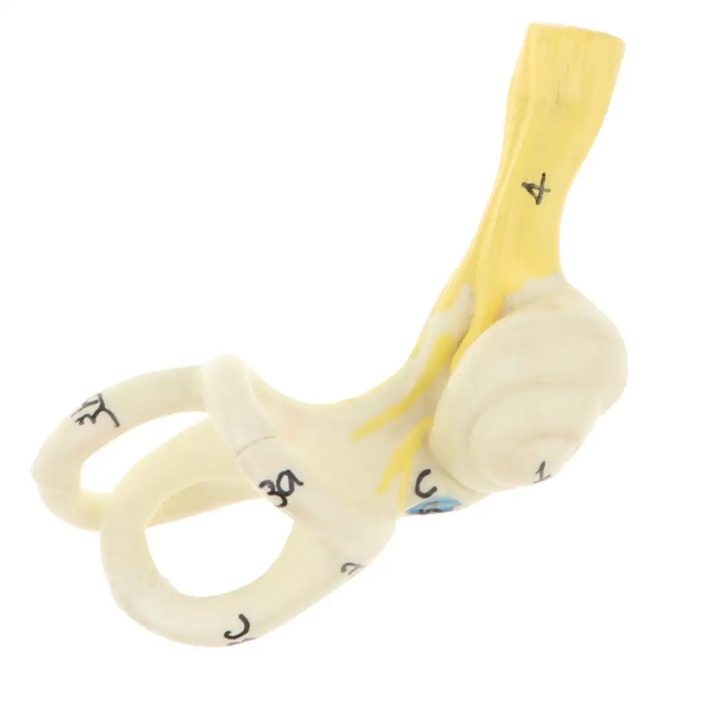 Учебное оборудование для увеличения 5x человеческие серьги полукруглые