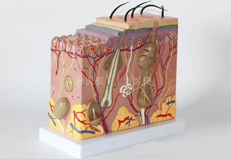 50X трехмерная модель кожи медицинская Эстетическая пластиковая структура