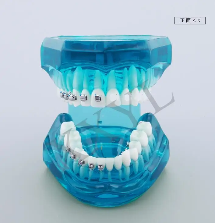 Стоматологическая лаборатория анатомическая Анатомия зубов обучение модель