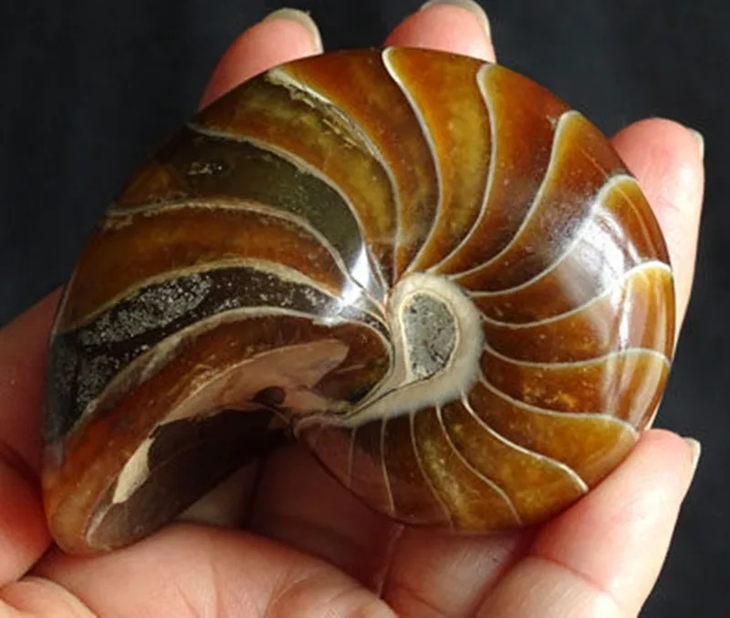 

1PCS Natural conch fossil specimens of Madagascar A2