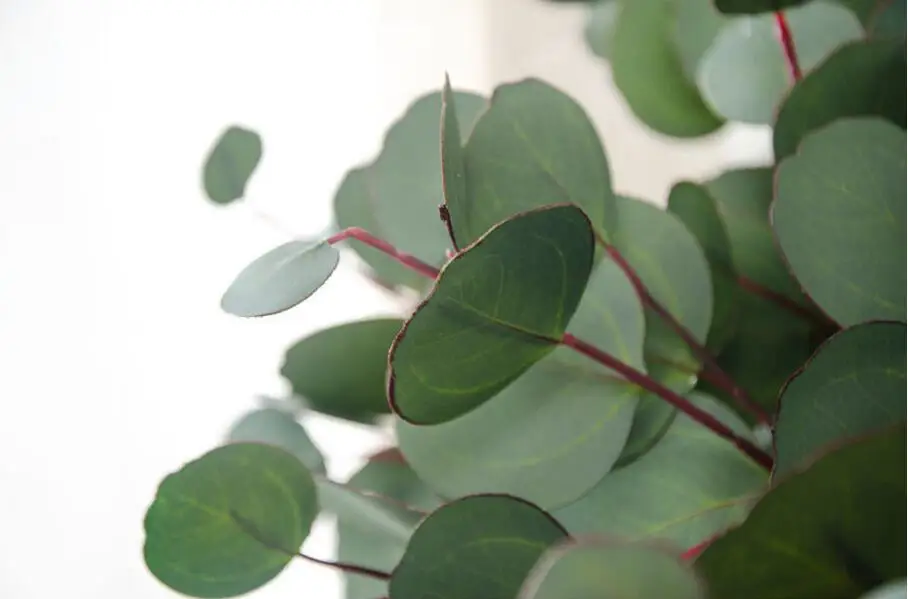 Ветки из искусственного листа эвкалипта 2 шт. длина 60 см | Дом и сад