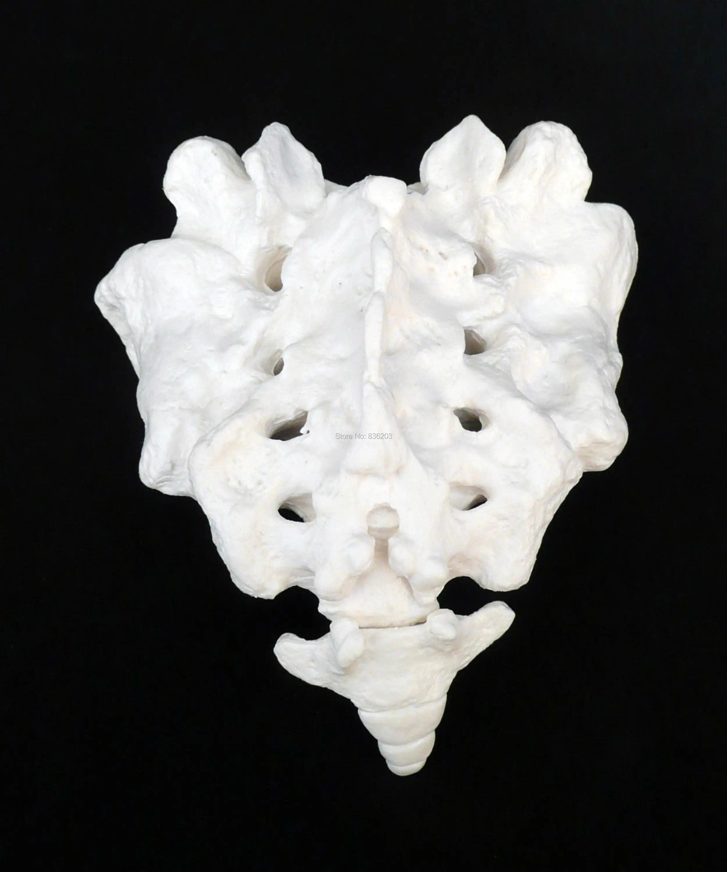 Анатомия человеческого черепа модель крестца человека с копчика 45 см Забавный