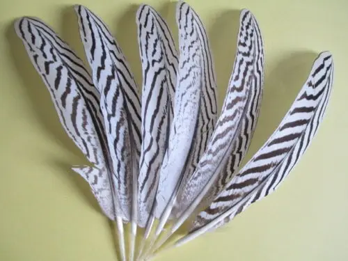 

wholesale Quality 50pcs perfect natural Silver chicken feathers 8-10inch/20-25cm Variety of decorative diy