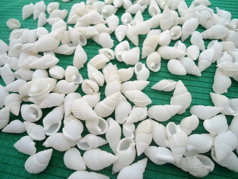 1-2CM HappyKiss 100 шт, украшение для аквариума, домашний декор, натуральный морской пляж, раковины, раковины, ракушки для рукоделия или p - Цвет: 1-2CM