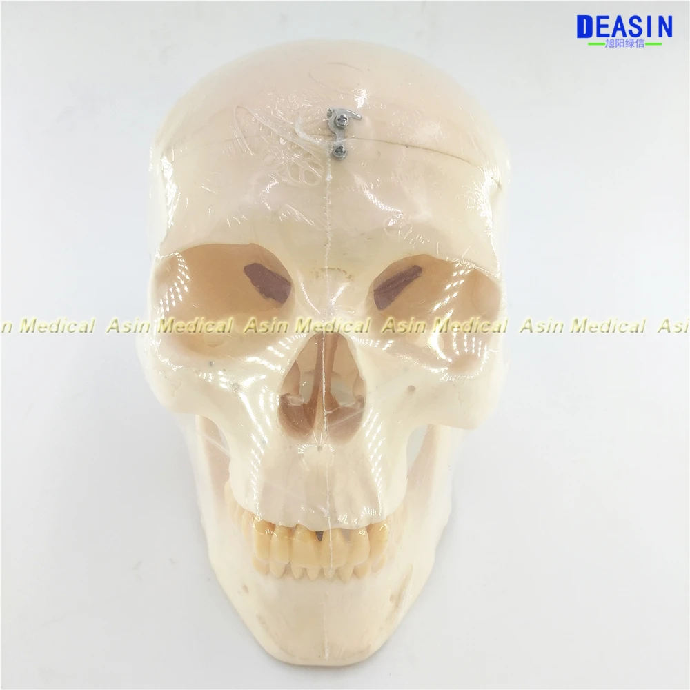 1 Set human brain skeleton anatomical EXPLODED SKULL MODEL skeleton microscope with denture teeth in trauma organizadores