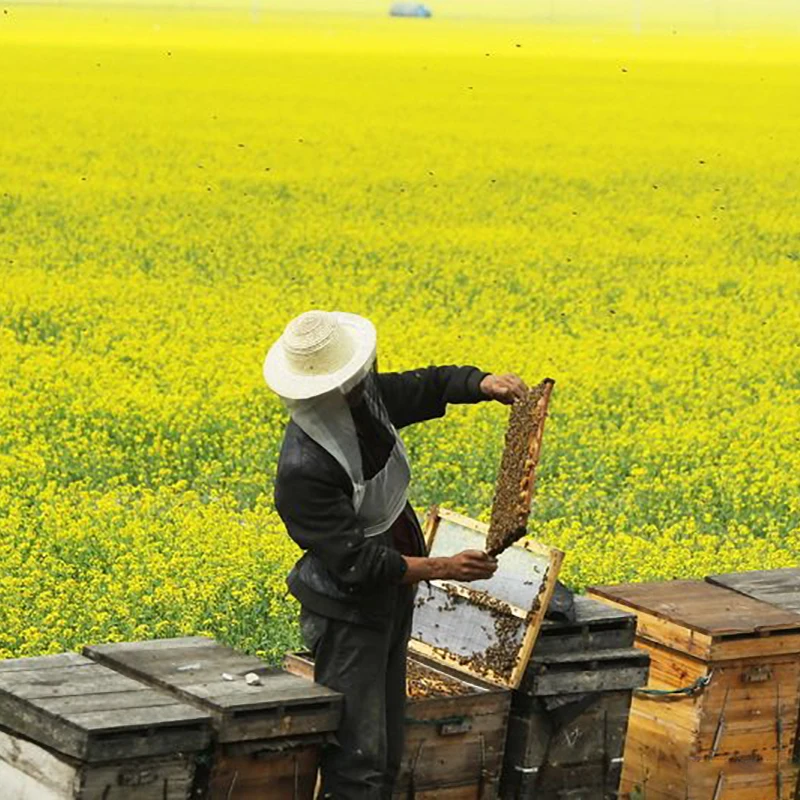 2 шт. пластиковая разделенная королевская доска для пчеловодства пчела королева