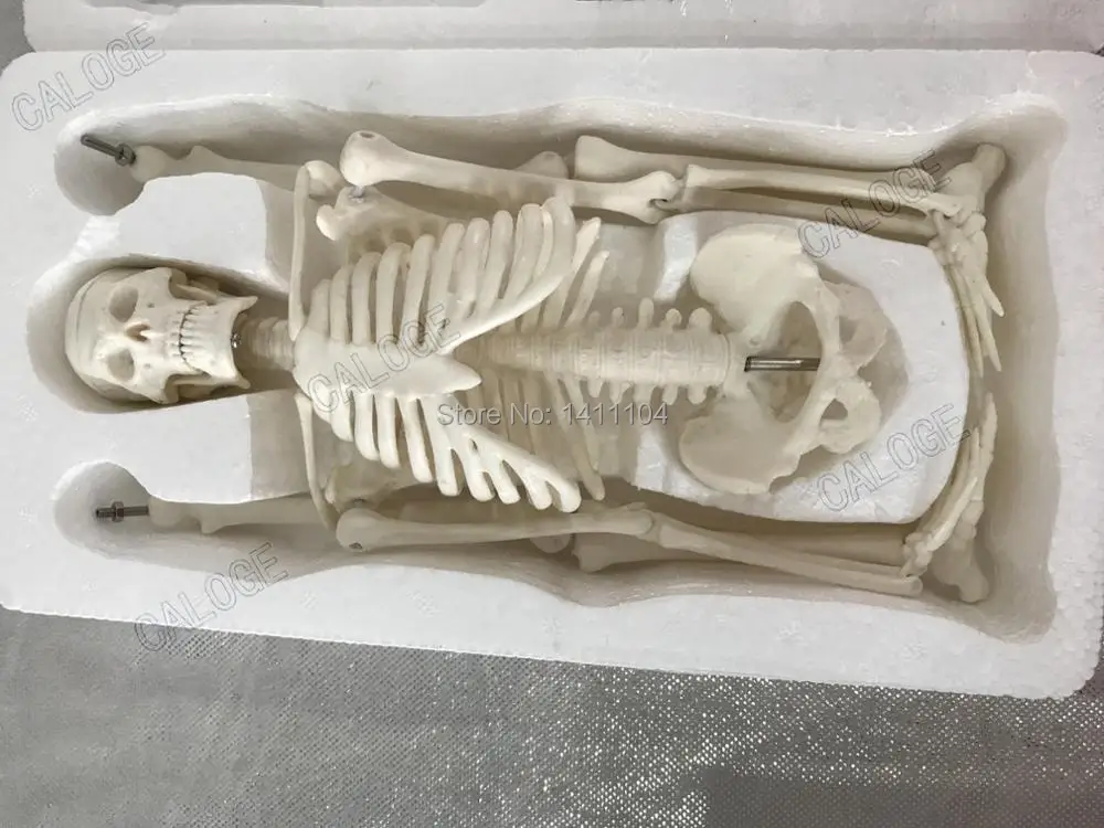 И 45 см маленькая модель кости, модель скелета человека, модель скелета, художественный эскиз, подарок, кукла. Модель человека