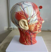 medical minimally invasive cosmetic treatment of human head superficial nerve model sagittal section with vascular nerve model