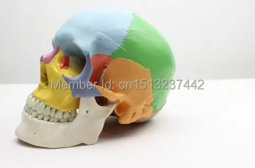 Adult Skull Anatomical Anatomy Skeleton Medical Model & Colored Bones Life Size | Канцтовары для офиса и дома
