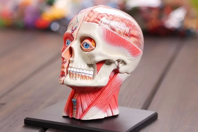 3d голова модель головы мышцы и нервы сборка системы Анатомия человека мерная модель