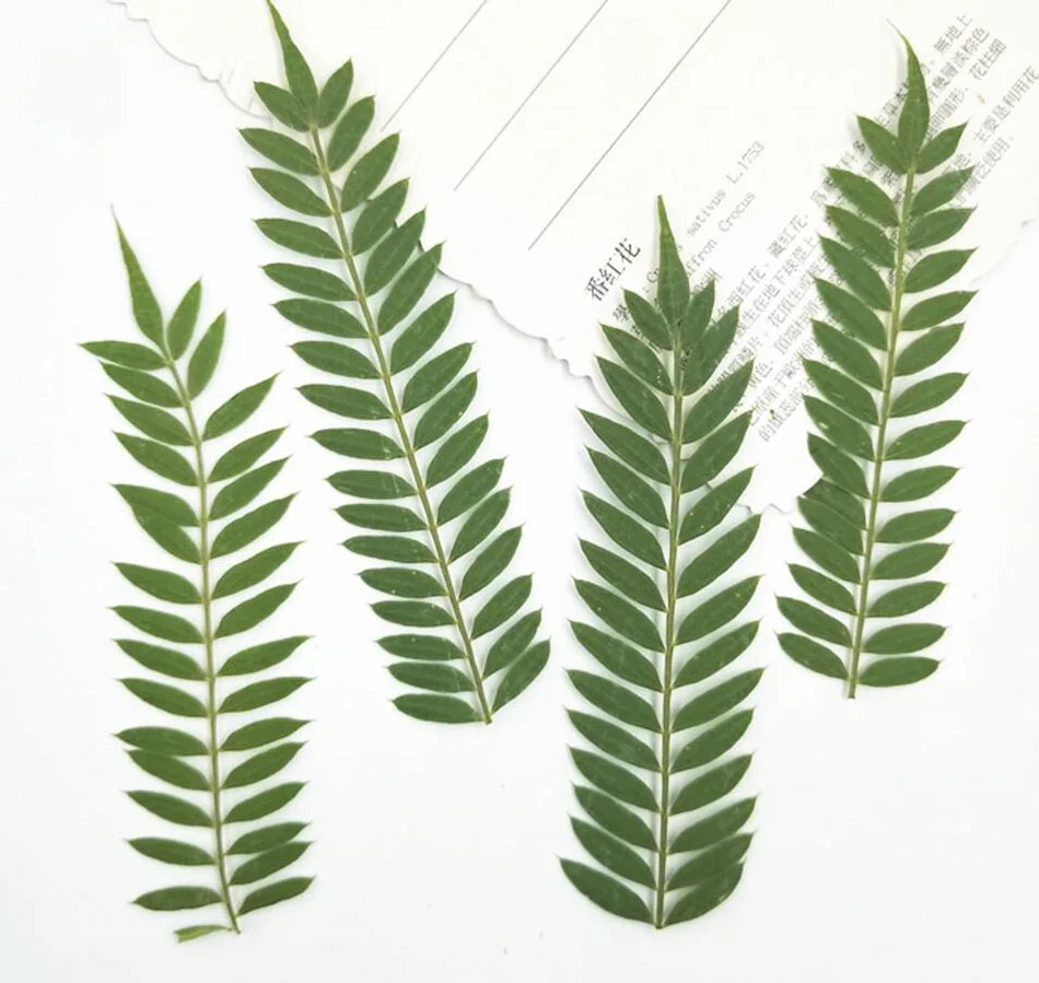 

100pcs Dried Pressed Jacaranda Mimosifolia Leaf Leaves For Wedding Party Home Pendant Necklace Craft DIY Bouquet Accessories