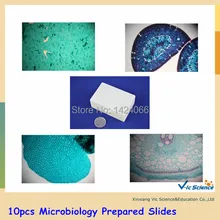 10 шт. готовые микробиологические слайды|microbiology|slides