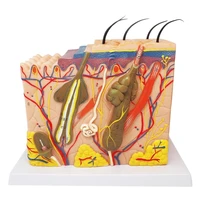 skin structure human skin model block enlarged plastic hair layer structure anatomical anatomy medical teaching tool