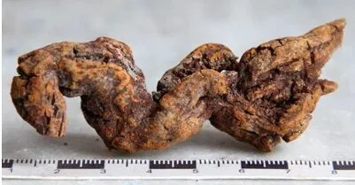 3-4in Coprolite или динозавр POOPIES Fossil Poop Feces Poo Dung большой