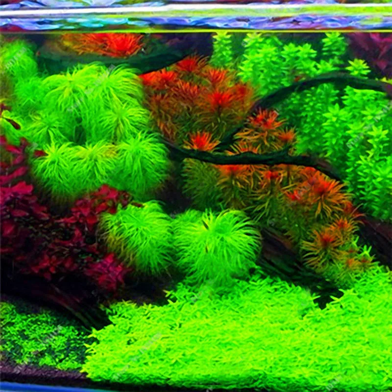 Семена аквариумных растений Egrow, 1000 шт., семена сосновых деревьев, семена рарас, растения, декоративные деревья для аквариума