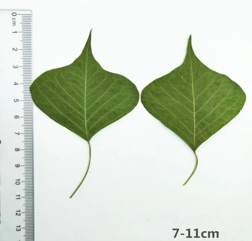 

120pcs Pressed Dried Sapium sebife Tree Leaf Plants Herbarium For Jewelry Making Face Makeup Postcard Frame Phone Case Craft DIY
