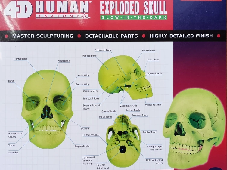 4D мастер голова человека анатомия медицинский красочный Дидактический
