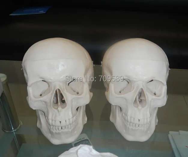 Модель человеческого черепа ISO Deluxe анатомический череп|anatomical skull|human skull modelskull model |