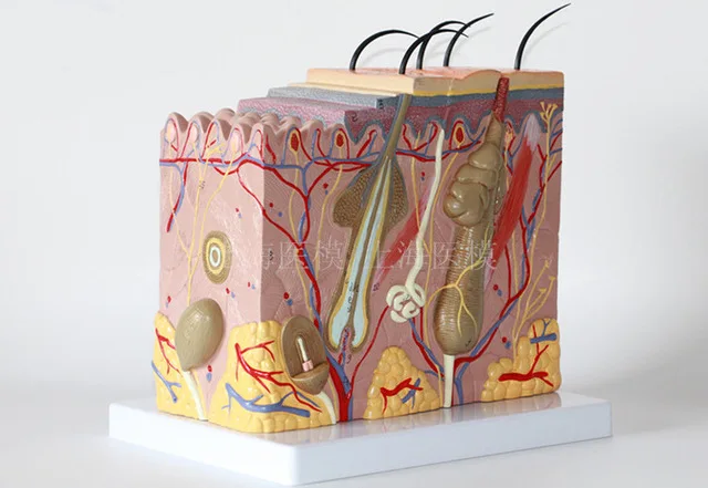 50X трехмерная модель кожи медицинская Эстетическая пластиковая структура