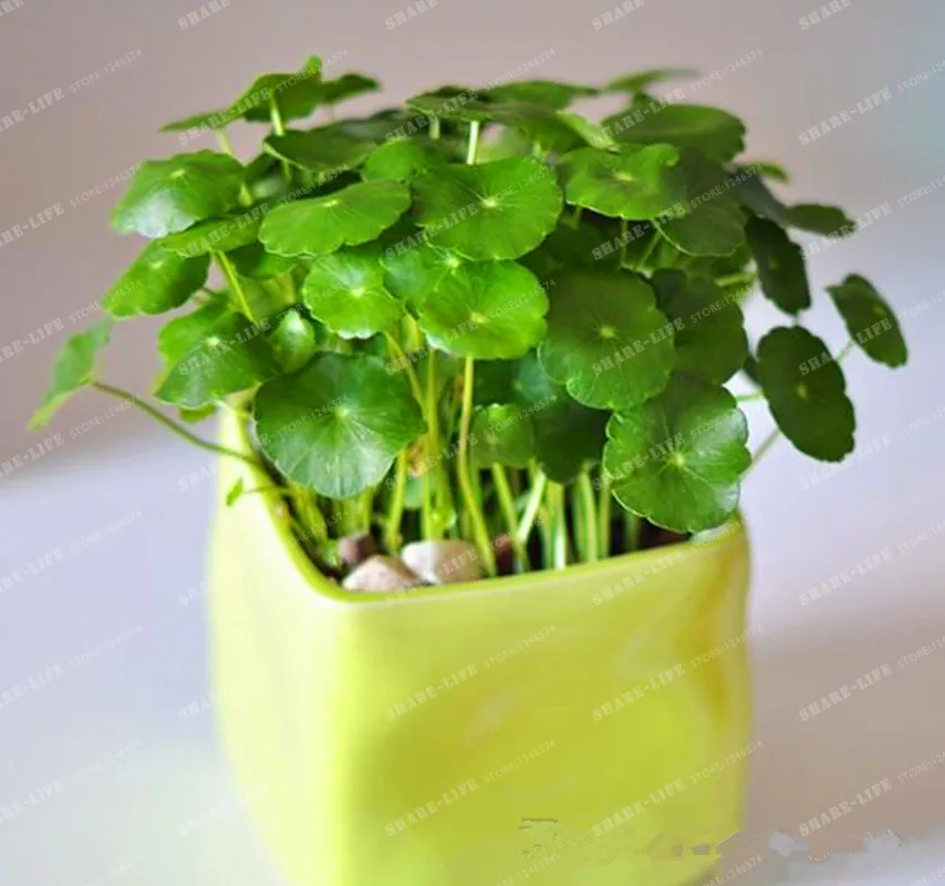 Potted 100Pcs Hydroponics Flower Aquarium Plants Penny Grass Bonsai Best Indoor Plant Hydrocotyle Vulgaris |