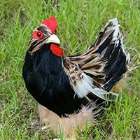 Flower hen 4 шт./компл. реалистичный пушистый ребенок цыпленок ненастоящее животное игрушка Реалистичная курица животное весенний Пасхальный подарок различные действия - Цвет: Flower hen
