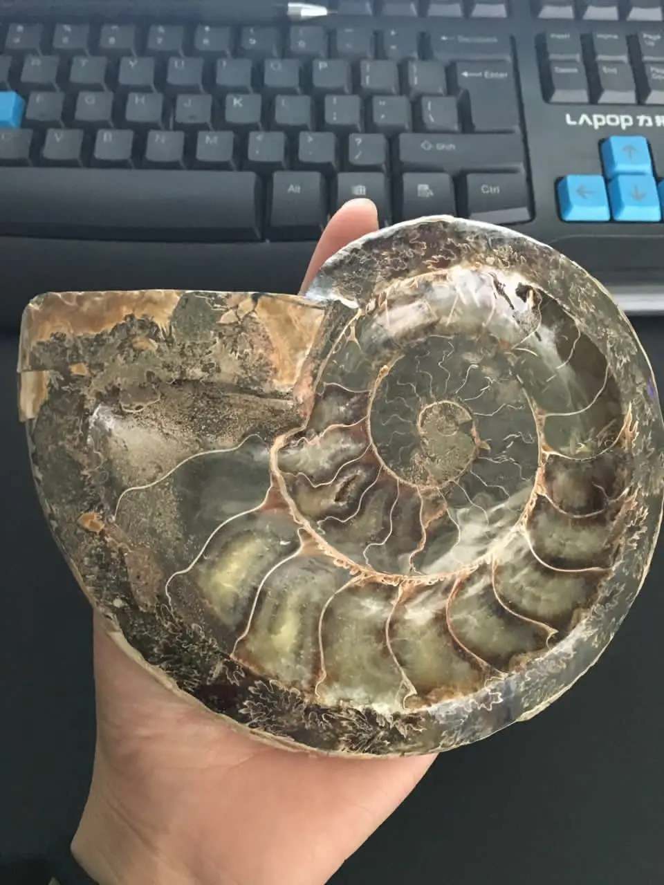 650 г натуральной раковины аммония fossil уникальная пепельница из Польши | Дом и сад