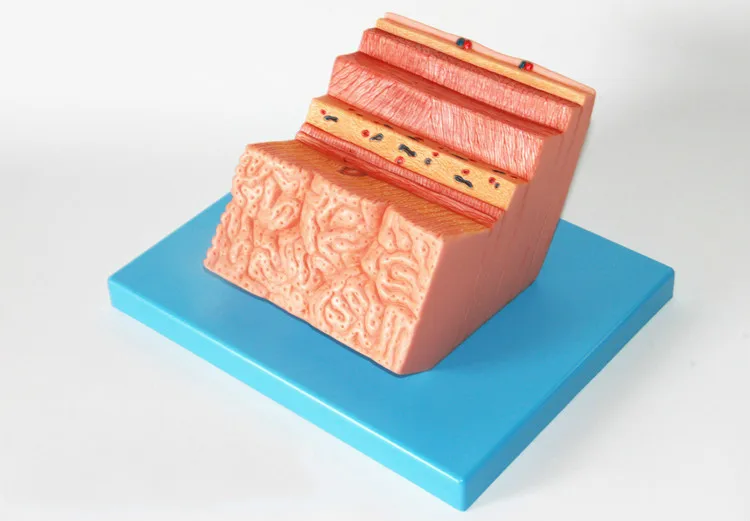 Human Stomach Anatomical Model Wall Zoom Digestive System 13*17*19cm Free Shipping Medical Teaching Aids | Канцтовары для офиса и