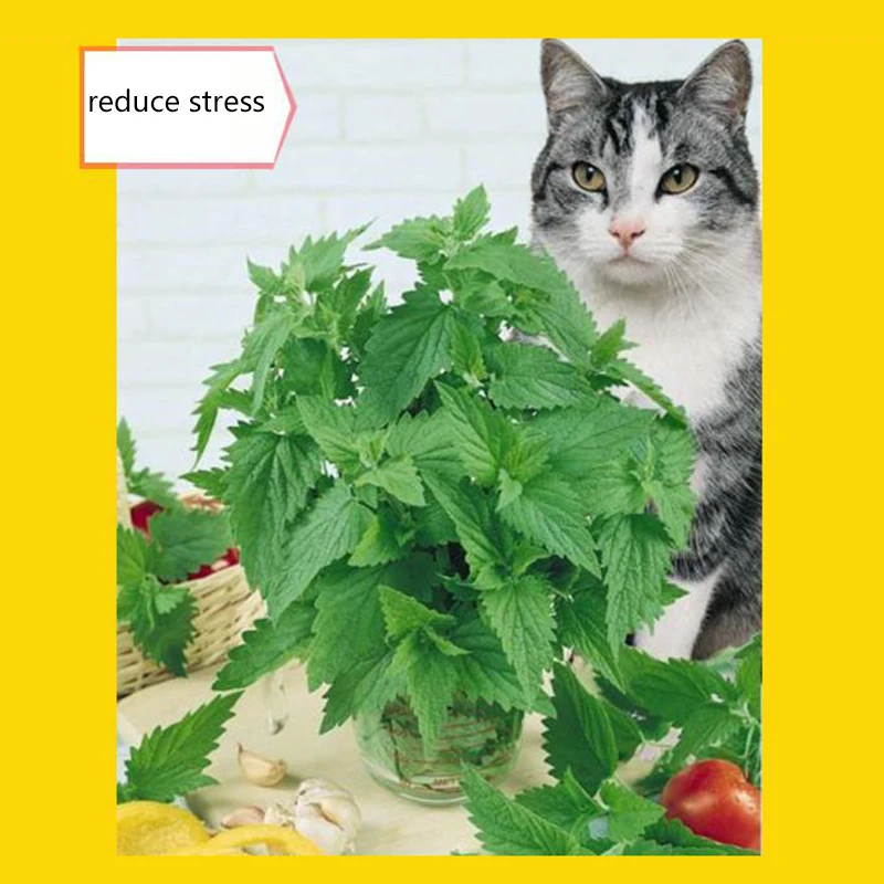 Продажа кошек мятный натуральный органический Премиум кошачий котик ментоловый