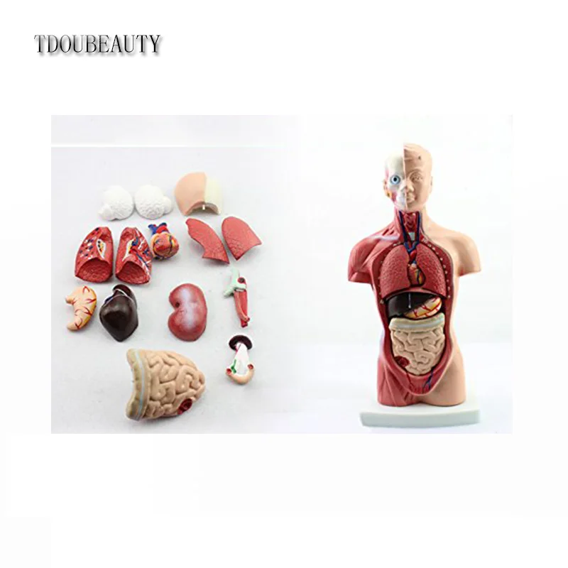 TDOUBEAUTY 2021 15 частей для начальной и средней школы образовательная модель органа