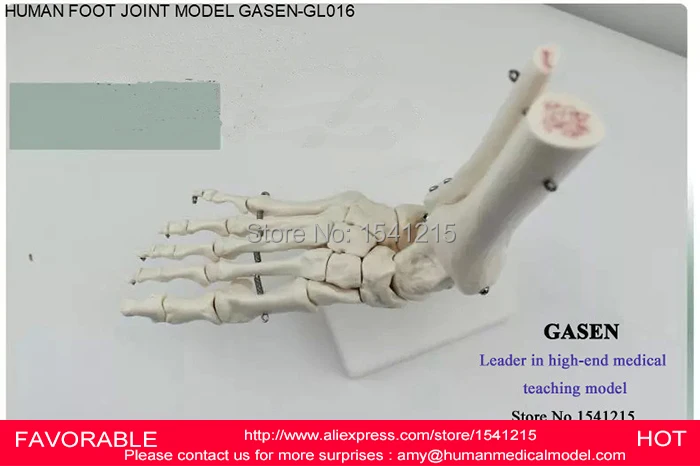 Модель сустава ноги скелет нижней конечности (справа или слева) голень + фибула