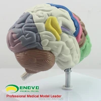 enovo the brain model of brain function in the brain function of human brain